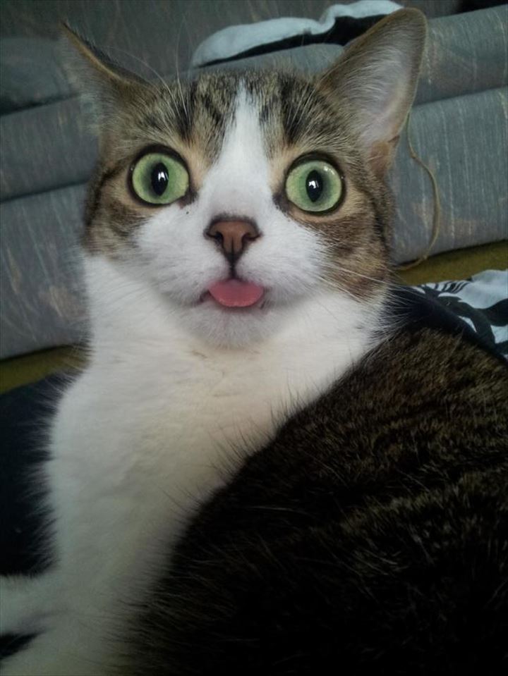 可愛い舌　猫11